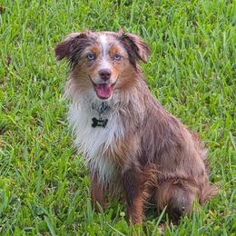 Benji - Miniature Australian Shepherd