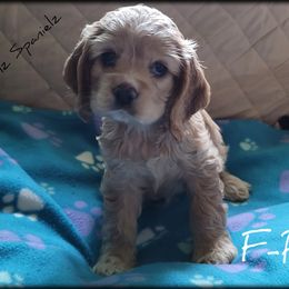 "Litter 2" Cocker Spaniel Puppies from -PrincetonzSpanielz-