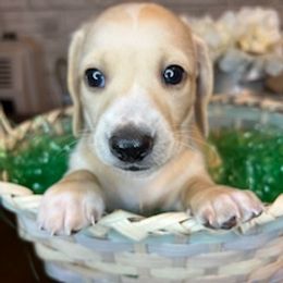 Dachshunds from Wilson’s Wieners