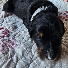 Bernedoodle Puppies from Joyful Pastures Homestead