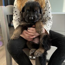 Oogie - Black and red male German Shepherd puppy in Fielding, Utah from Legacy Shepherds