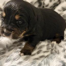Tiramasu - female Golden Mountain Dog puppy in Seville, Ohio from Retriever Ranch