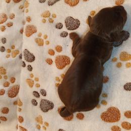 Tina - Chocolate and tan female Dachshund puppy in Marshall, Texas from Wilson's Kennels