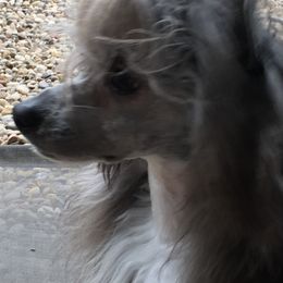 Chinese Crested and Shih Tzu All Grown Up from OH SO