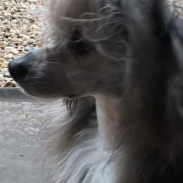 Chinese Crested and Shih Tzu All Grown Up from OH SO