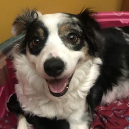 Amari - Australian Shepherd