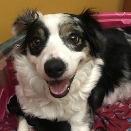 Amari - Australian Shepherd