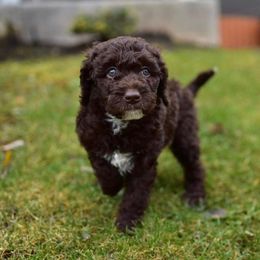 Australian Labradoodle Puppies from Companion Pups NW