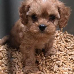 Ritz - Red male Cavapoo puppy in Arkansas from Brew House