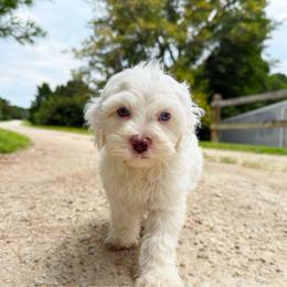 Rico Blue Eyes - Cream male Australian Labradoodle puppy in Wamego, Kansas from Doodles of Oz