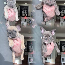 French Bulldog Puppies from Rowdy Rowley’s Enshrined Frenchies LLC
