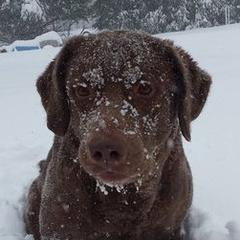 Chesapeake Bay Retrievers and Portuguese Water Dogs from Marilyn Stevens