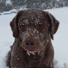 Chesapeake Bay Retrievers and Portuguese Water Dogs from Marilyn Stevens
