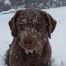 Chesapeake Bay Retrievers and Portuguese Water Dogs from Marilyn Stevens