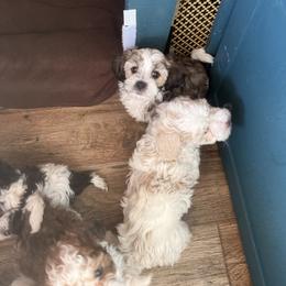 Cavalier King Charles Spaniel, Cavapoo, Maltipoo, and Poodle Puppies from Willow & Wag Farm