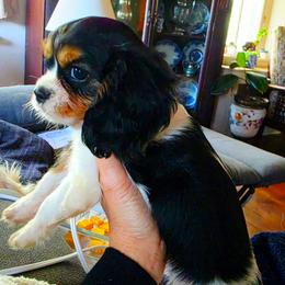 Codorus - Tri-color female Cavalier King Charles Spaniel puppy in Watsontown, Pennsylvania from Huntsman Cavaliers