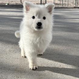 Berger Blanc Suisse Puppies from Moonlight Berger Blanc Suisses