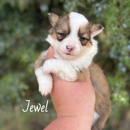 Jewel - Red female Pembroke Welsh Corgi puppy in Montague, California from Shasta Valley Pembrokes