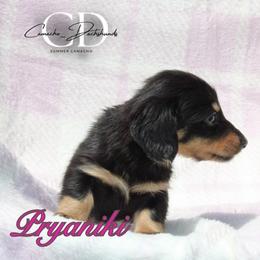 Pryaniki - Black and cream female Dachshund puppy in Huntington, Texas from Camacho_Dachshunds
