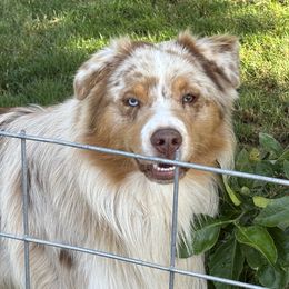 Nic - Australian Shepherd