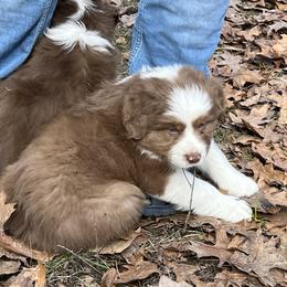 Goose - Red tri-color male Australian Shepherd puppy in Rochester, New Hampshire from ChaHar's Australian Shepherds