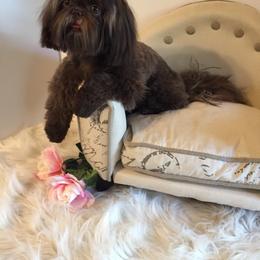 Shih Tzu All Grown Up from Shih tzu Factory