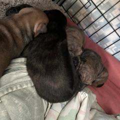 Geisha - Brindle female Vietnamese Phu Quoc Ridgeback puppy in White Stone, Virginia from TSUNAMI  PHU QUOC VIETNAMESE RIDGEBACK