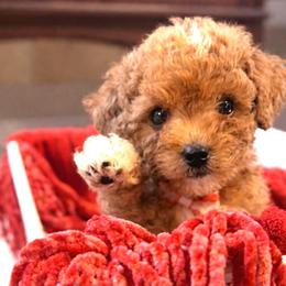 Elmo - Red male Cavapoo puppy in Liberty Hill, Texas from Cuddlebug Cavapoos of Austin