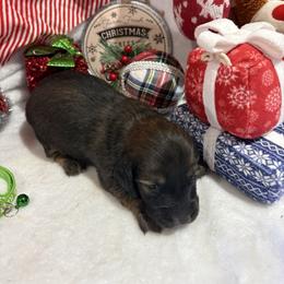 Red sable - Sable male Dachshund puppy in Pleasant Plains, Arkansas from JGBs Dachshunds
