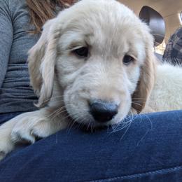 Golden Retriever Puppies from Daffodil Valley Goldens