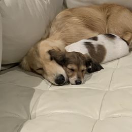 Dachshund Puppies from Pigeon Hill Dachshunds