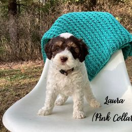 Australian Labradoodle Puppies from Doodles in Bloom