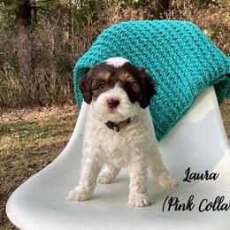 Australian Labradoodle Puppies from Doodles in Bloom