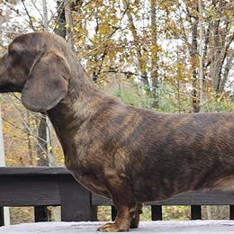 Stevie - Dachshund