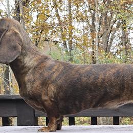 Stevie - Dachshund