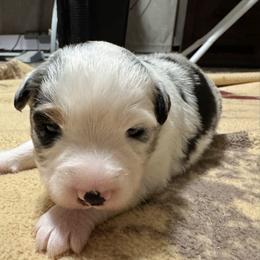 Boy 4 Aussie - Blue merle male Miniature Australian Shepherd puppy in Pensacola, Florida from TNT MINI AUSSIES