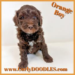Orange male Golden Mountain Doodle - Merle male Goldendoodle puppy in Taneytown, Maryland from Curlydoodles