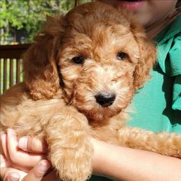 Gunner- Red AKC Mini Poodle - Red  male Poodle puppy in Falcon, Missouri from Cedar House Heritage Poodles | AKC Toy & Miniature Poodle Puppies Raised in Home