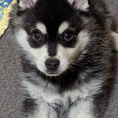 Alaskan Klee Kai Puppies from Whitesel Klee Kais