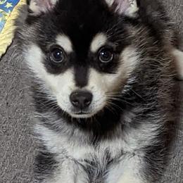 Alaskan Klee Kai Puppies from Whitesel Klee Kais