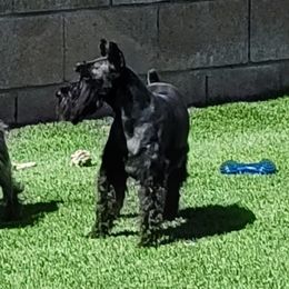 Rain - Miniature Schnauzer