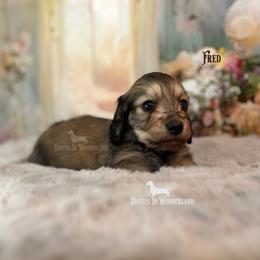 Fred - Cream male Dachshund puppy in Rainier, Oregon from Doxies in Wonderland