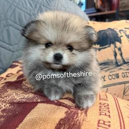 Eira - Orange parti female Pomeranian puppy in Boca Raton, Florida from Poms of The Shire