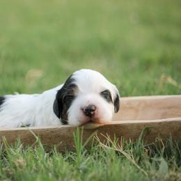 Luke - Tri-color male Bernedoodle puppy in Longview, Texas from Furry Tail Doodles