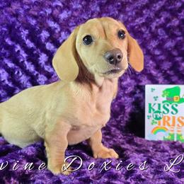Maple English Cream AKC - Cream female Dachshund puppy in Kansas City, Missouri from Divine Doxies LLC