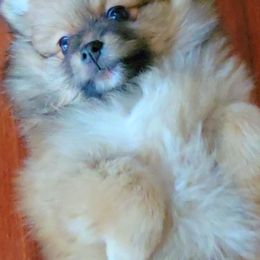 Pomeranian Puppies from TN Coco Poms