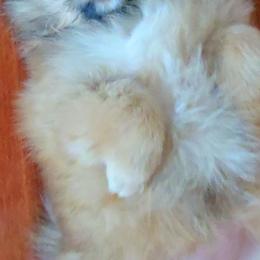 Pomeranian Puppies from TN Coco Poms