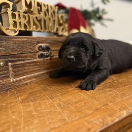 Blitzen - Black male Labrador Retriever puppy in Lenoir, North Carolina from Wooten Retrievers