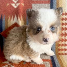 Rufus - Sable male Pembroke Welsh Corgi puppy in Okeechobee, Florida from HotShot Kennels