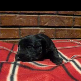 Frosty - Black male Scottish Terrier puppy in Chattanooga, Tennessee from Oodles of Cuties!